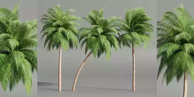 Palm trees collection 195-Blender