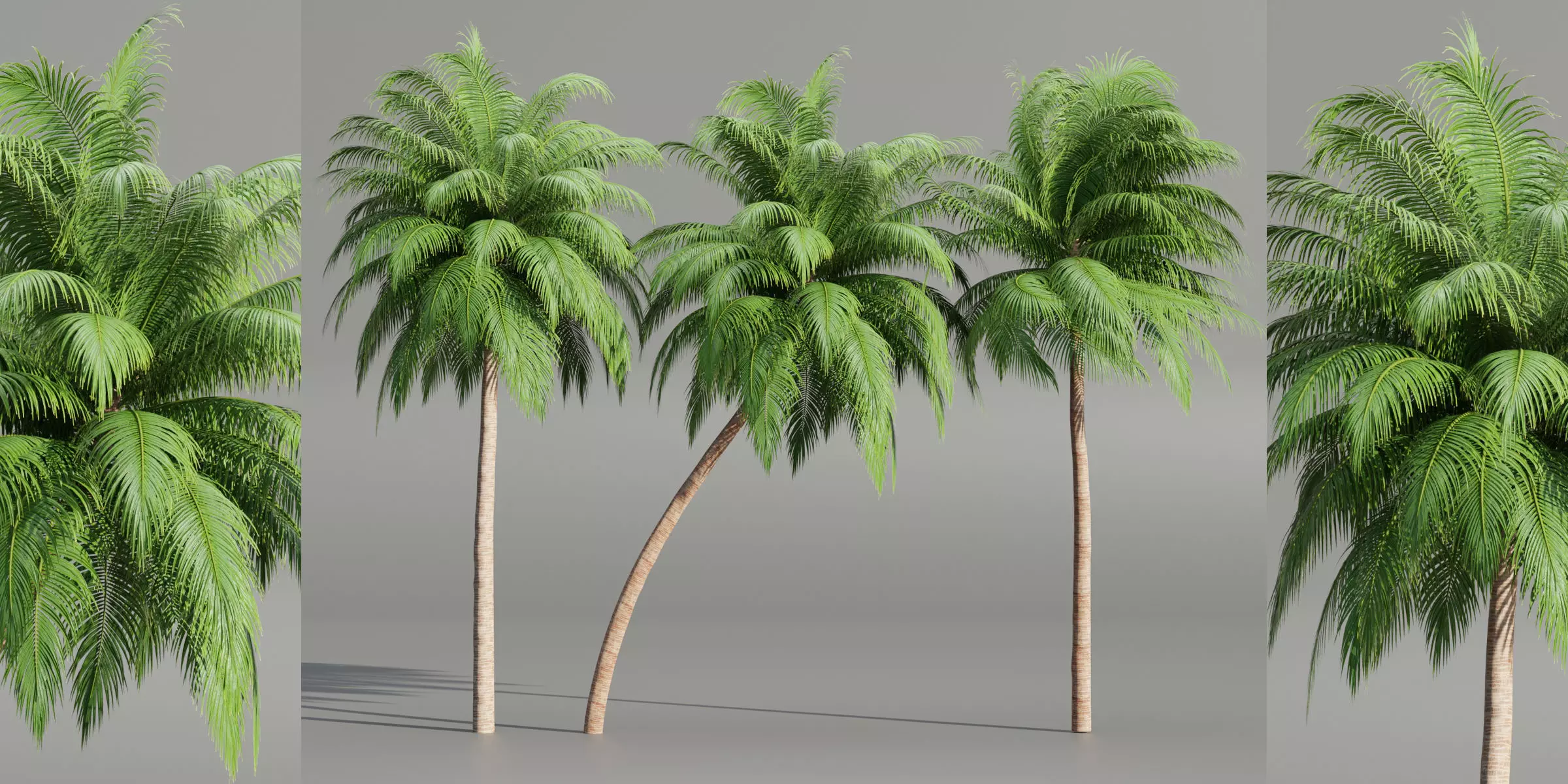 Palm trees collection 195-Blender 3D model_0