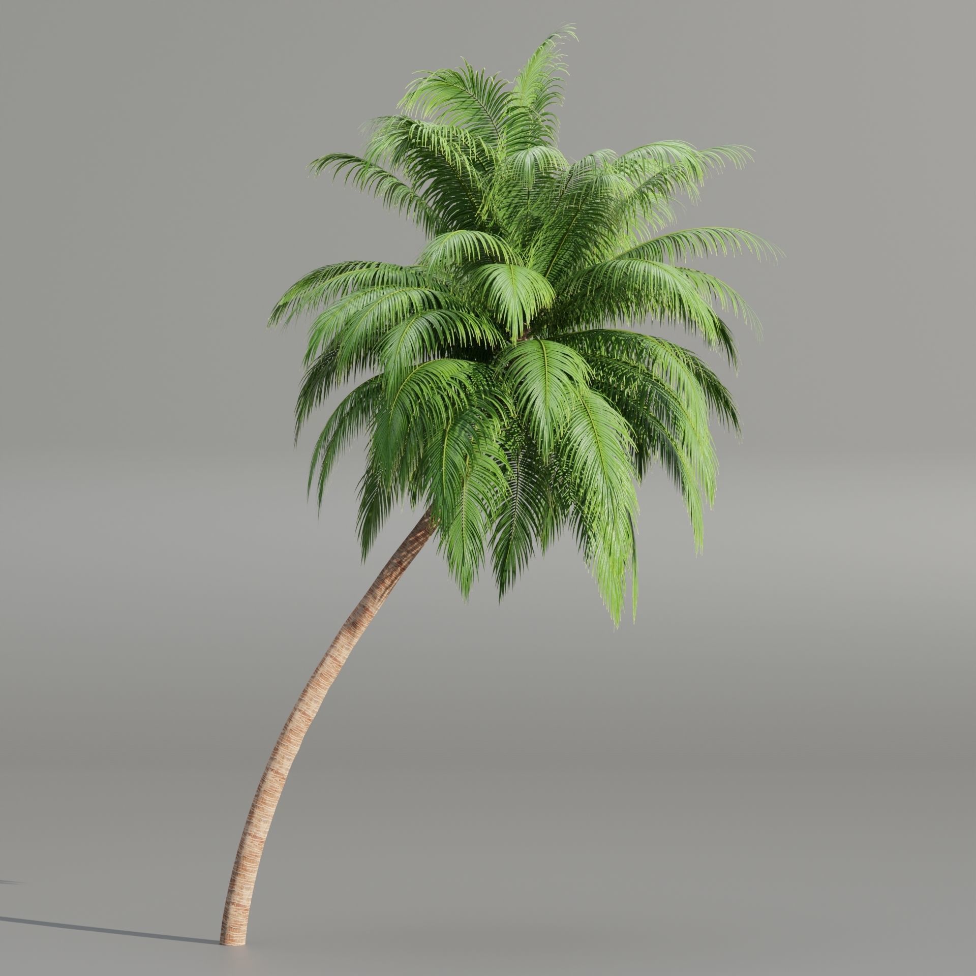 Palm trees collection 195-Blender 3D model_2