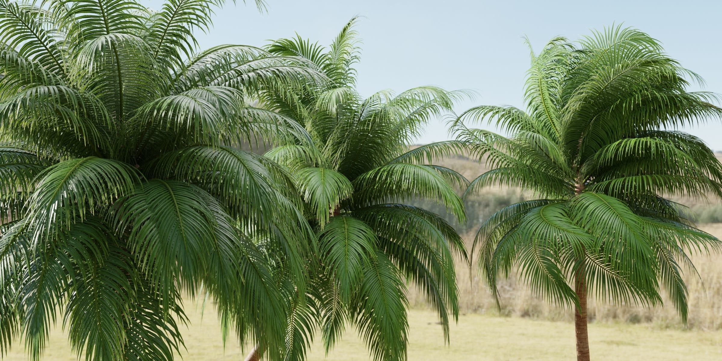 Palm trees collection 195-Blender 3D model_6