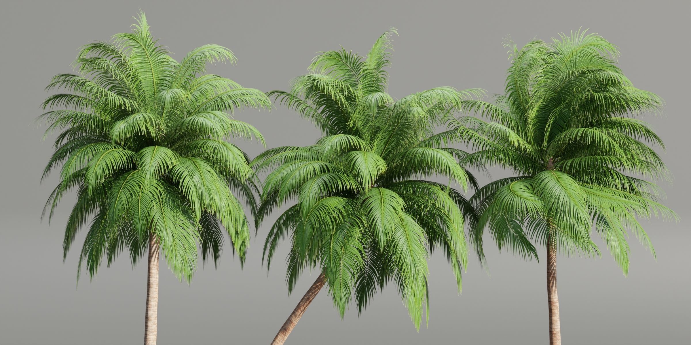 Palm trees collection 195-Blender 3D model_5