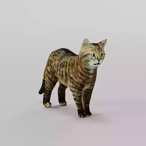 European Wildcat  Animal