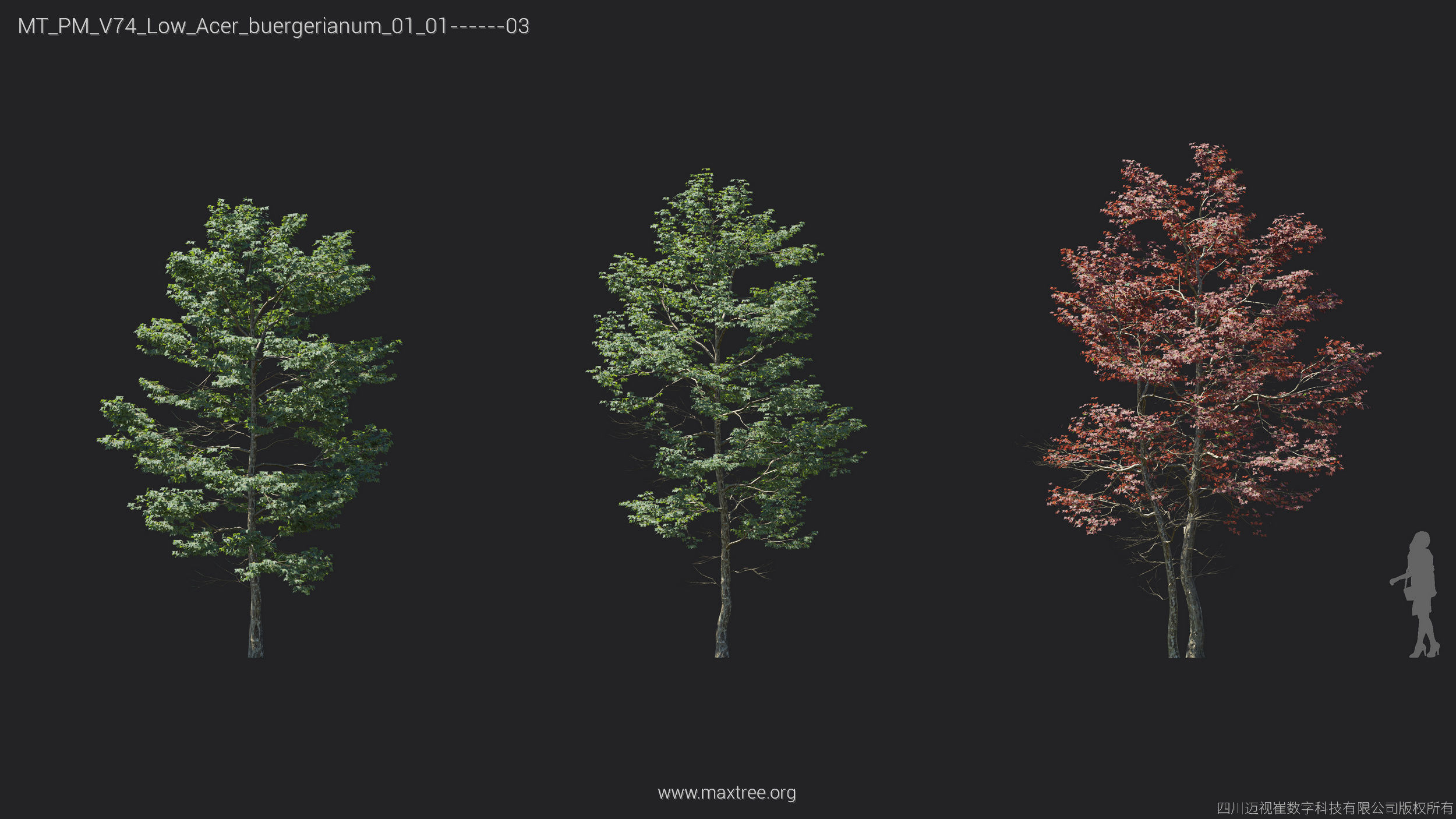 Maxtree Plant Models Vol 74 Low Poly - Mesh 3D model_3