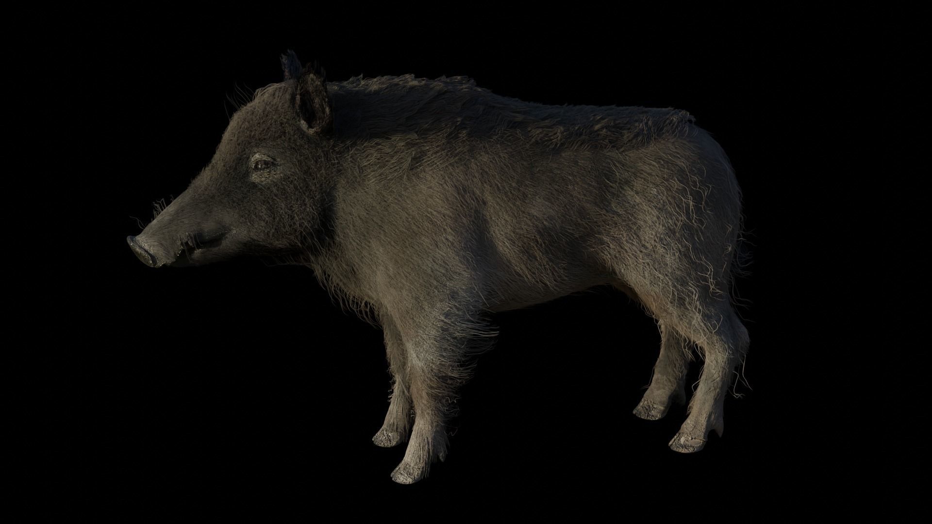 WILD BOAR RIGGED Low-poly 3D model_1