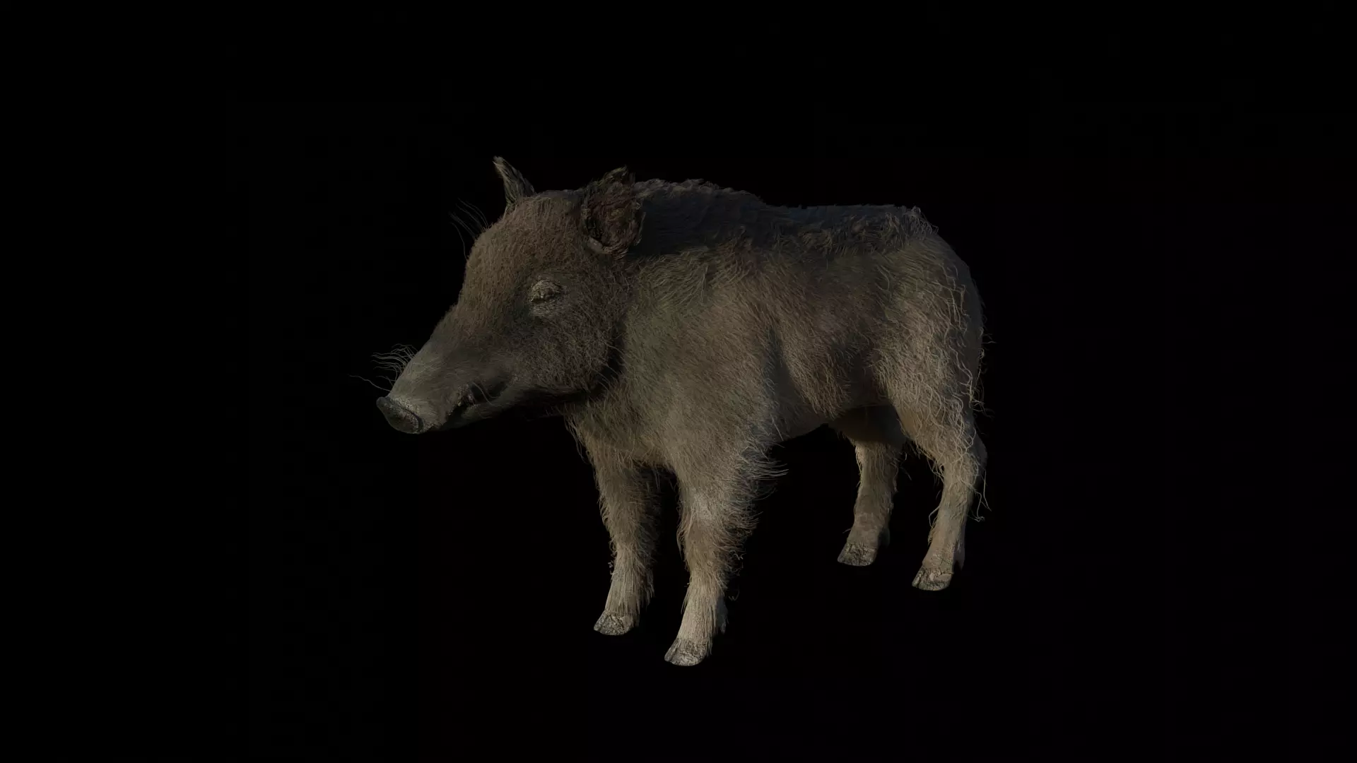 WILD BOAR RIGGED Low-poly 3D model_0