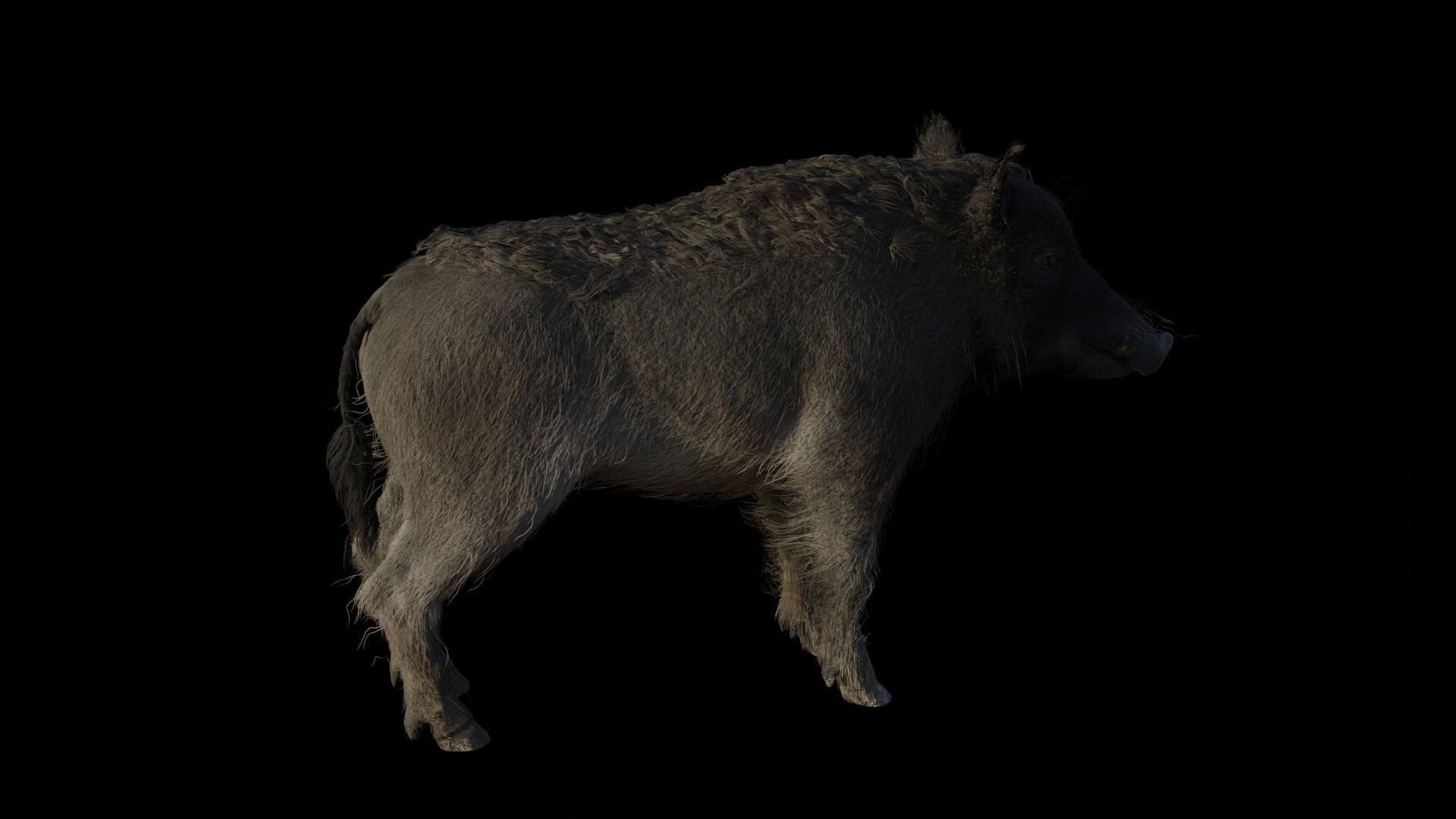 WILD BOAR RIGGED Low-poly 3D model_4