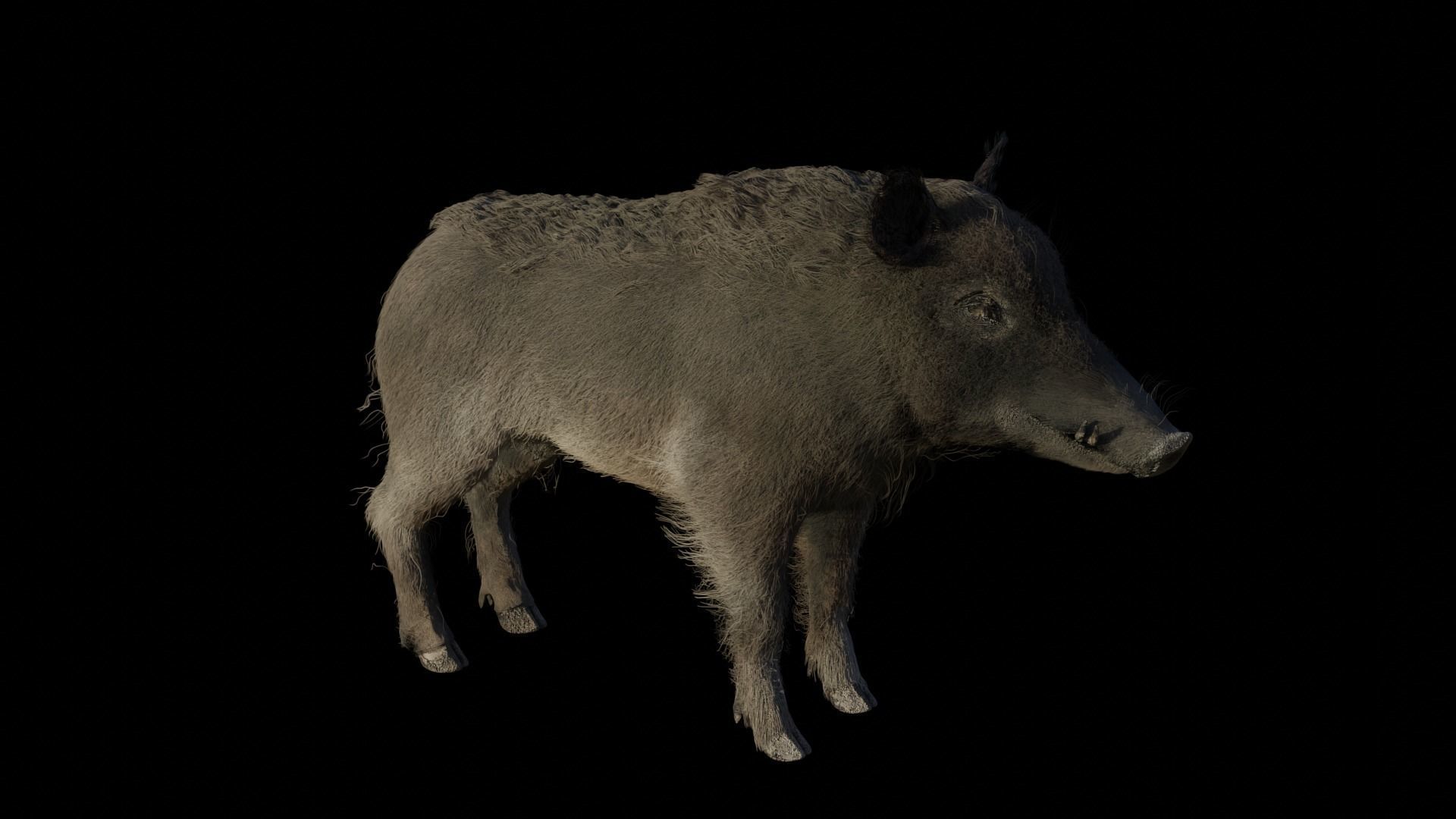WILD BOAR RIGGED Low-poly 3D model_3
