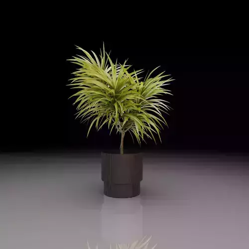 Dracaena Cambodiana