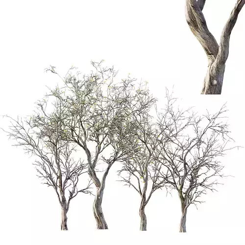 Dry Or Dead Tree 01 3D model