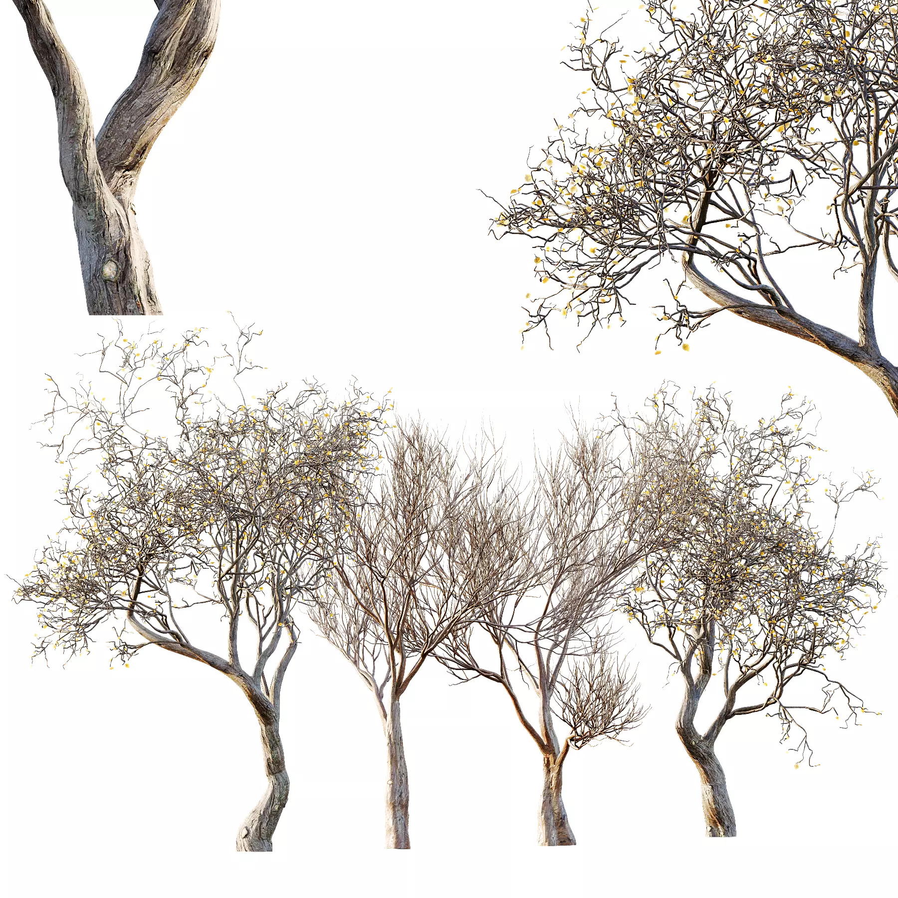 Dry Or Dead Tree 03 3D model