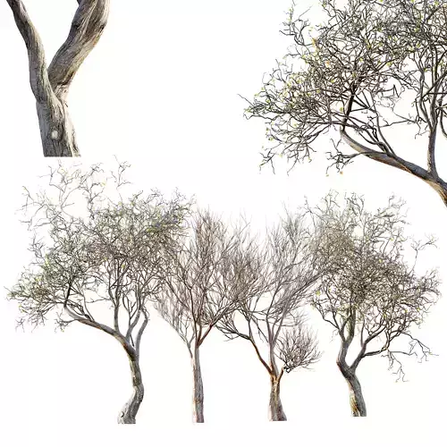 Dry Or Dead Tree 03 3D model