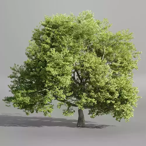 Oak Tree for landscapes vol 198-Blender