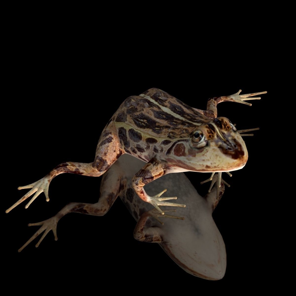 cascades frog Low-poly 3D model_1