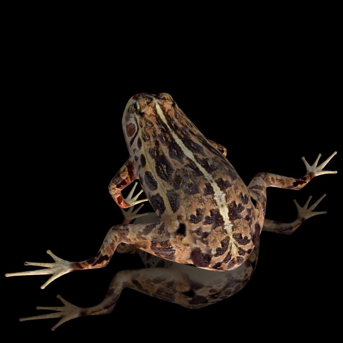 cascades frog Low-poly 3D model_4