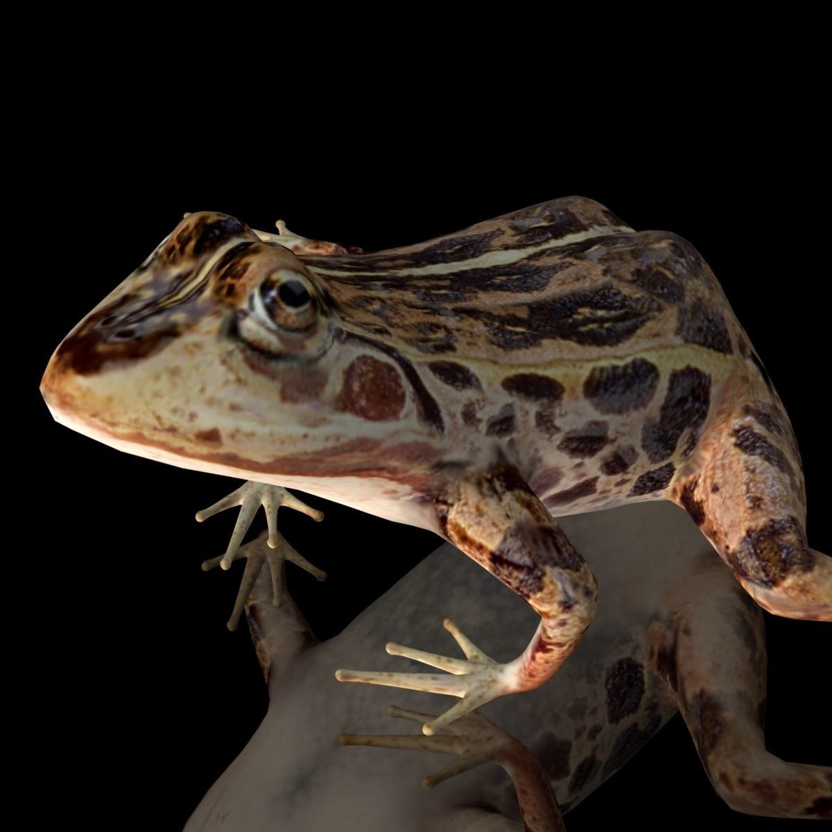 cascades frog Low-poly 3D model_3