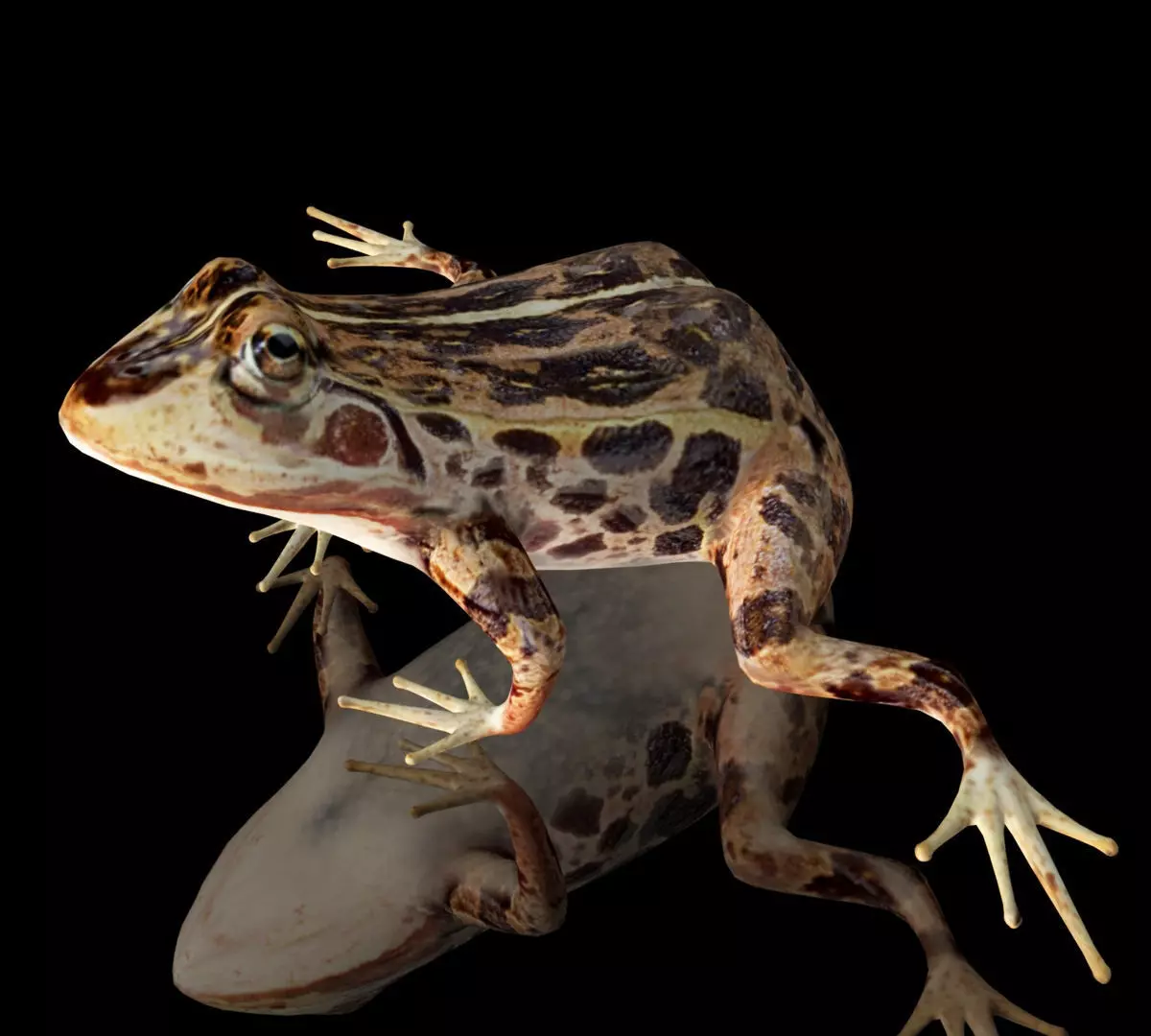 cascades frog Low-poly 3D model_0