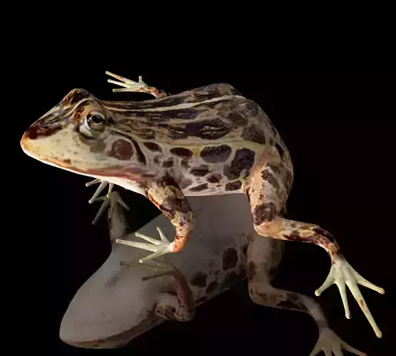 cascades frog