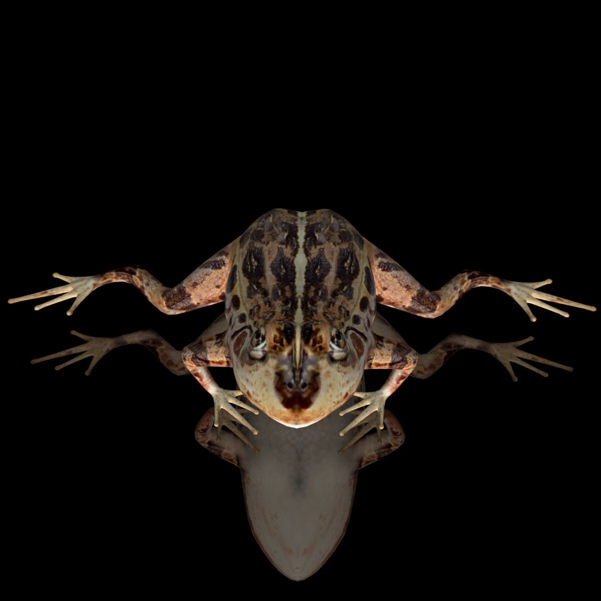 cascades frog Low-poly 3D model_2
