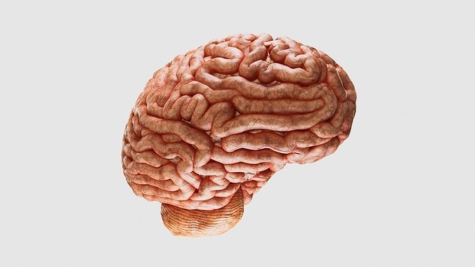 Human Brain 3D model
