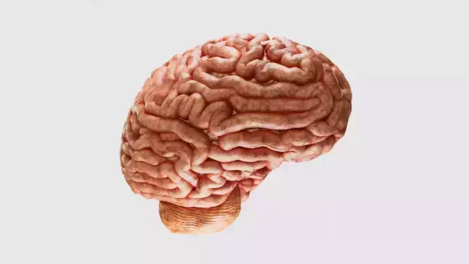 Human Brain