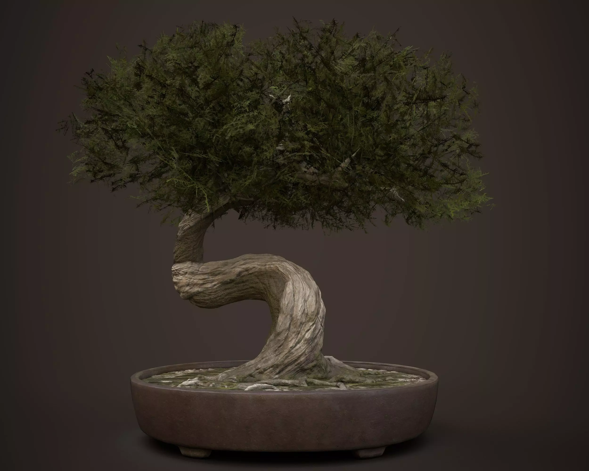 Bonsai game asset Low-poly 3D model_0