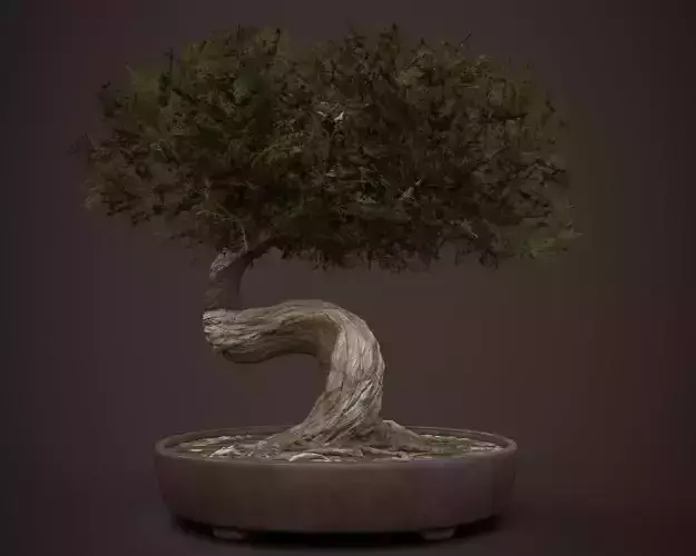 Bonsai game asset