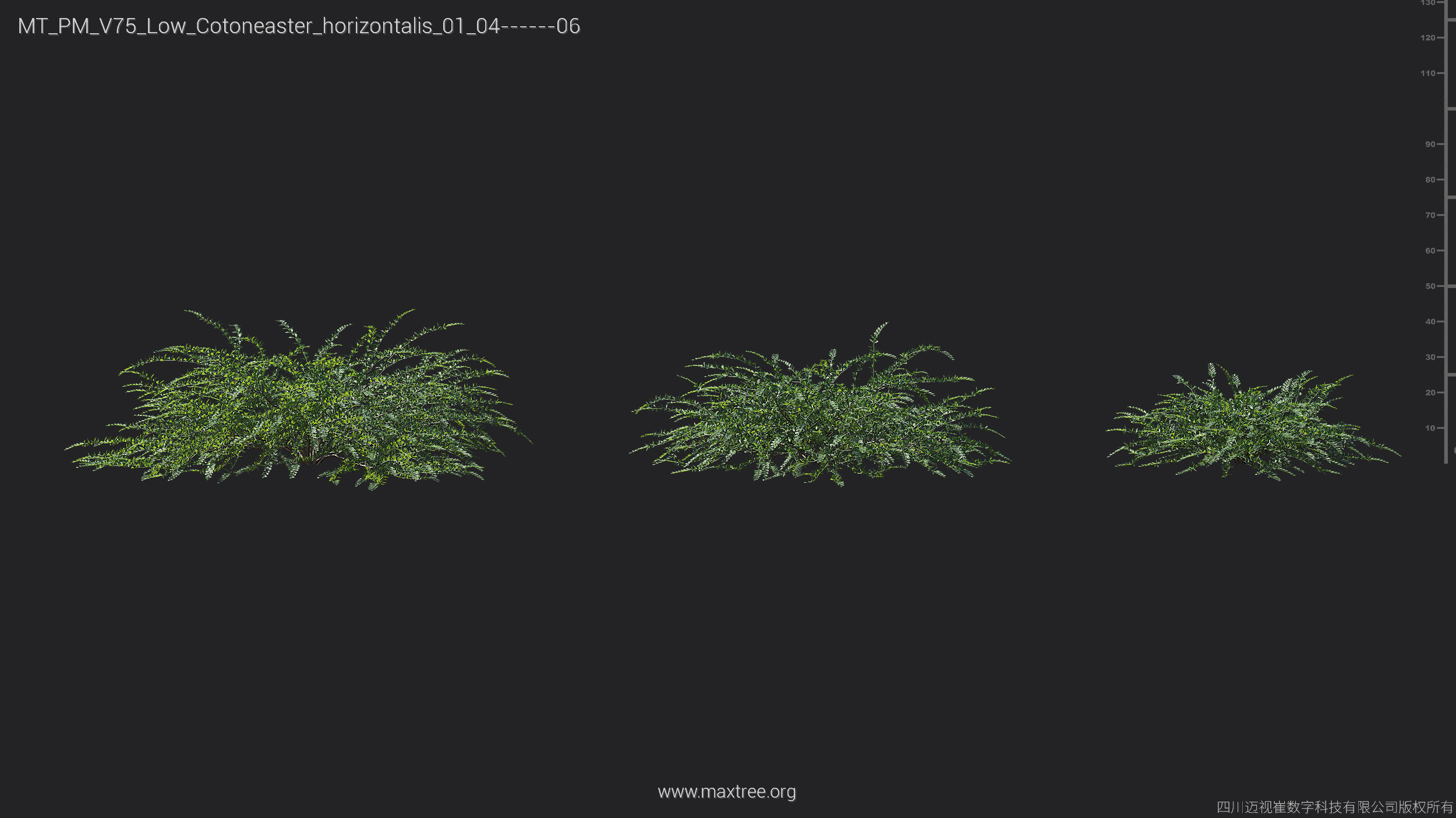 Maxtree Plant Models Vol 75 Low Poly - Mesh 3D model_12