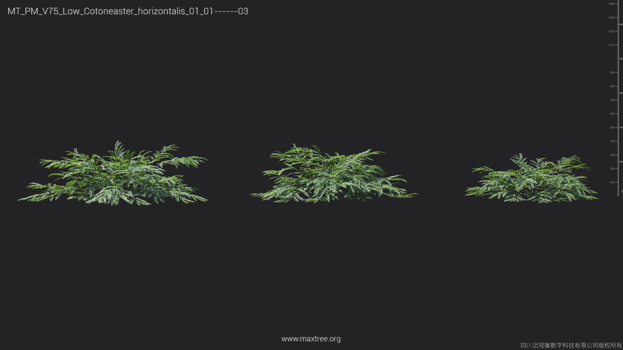 Maxtree Plant Models Vol 75 Low Poly - Mesh 3D model_11
