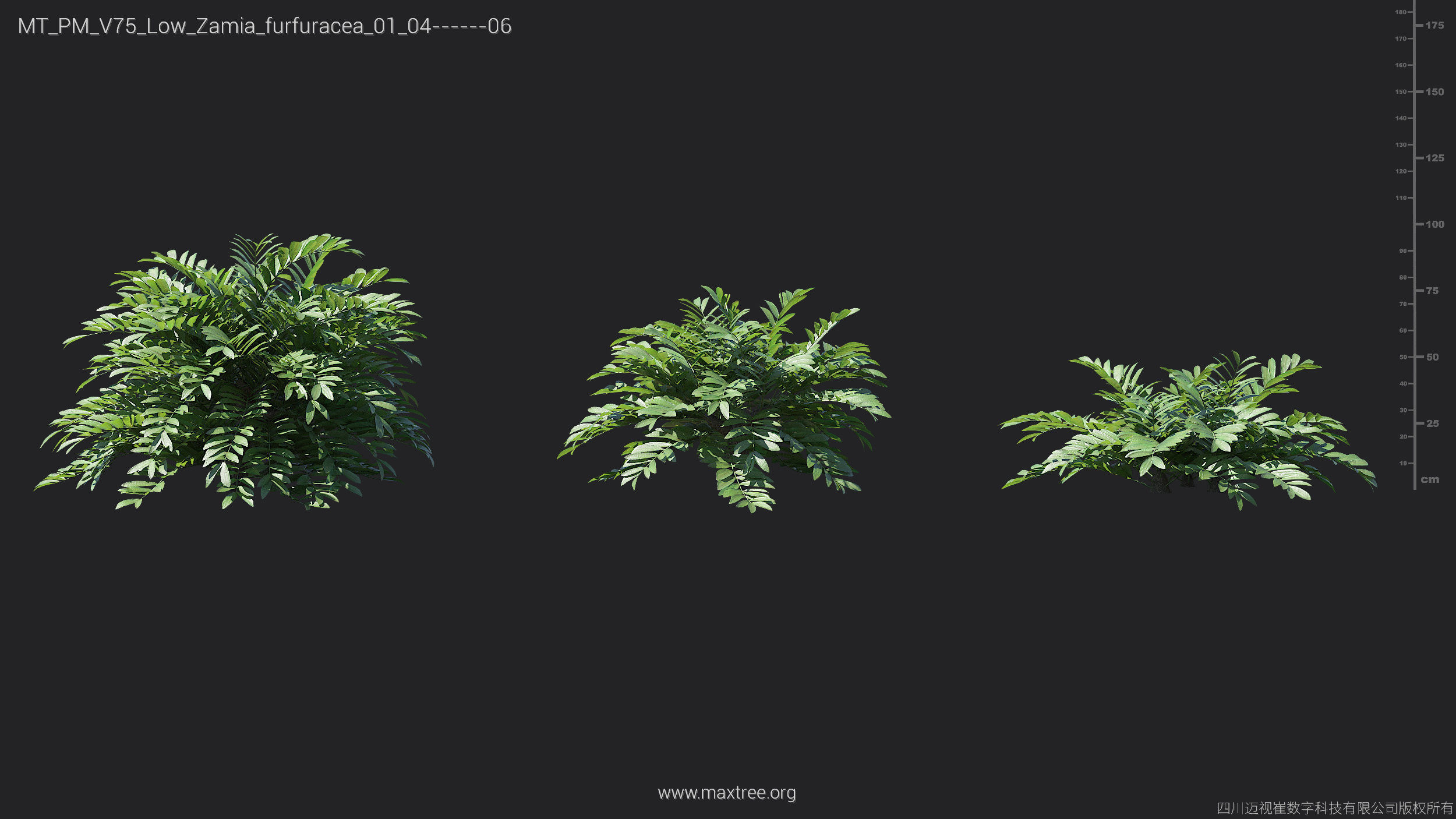 Maxtree Plant Models Vol 75 Low Poly - Mesh 3D model_26