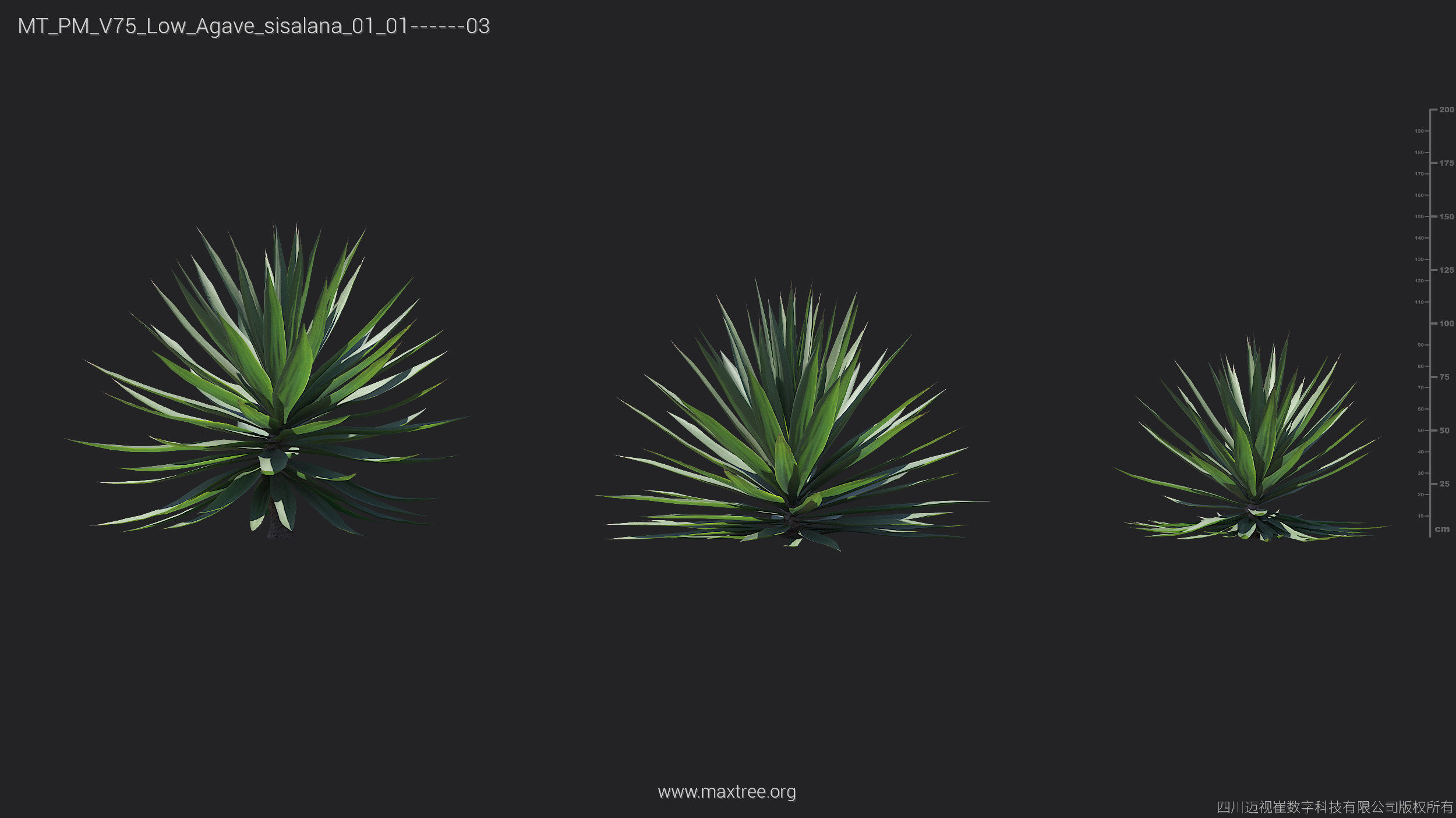 Maxtree Plant Models Vol 75 Low Poly - Mesh 3D model_3