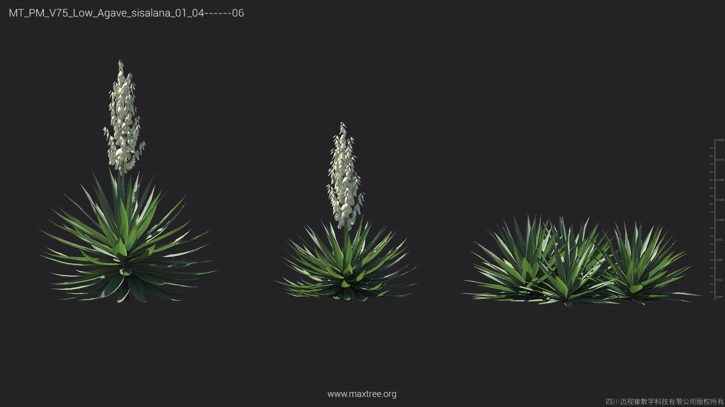 Maxtree Plant Models Vol 75 Low Poly - Mesh 3D model_4