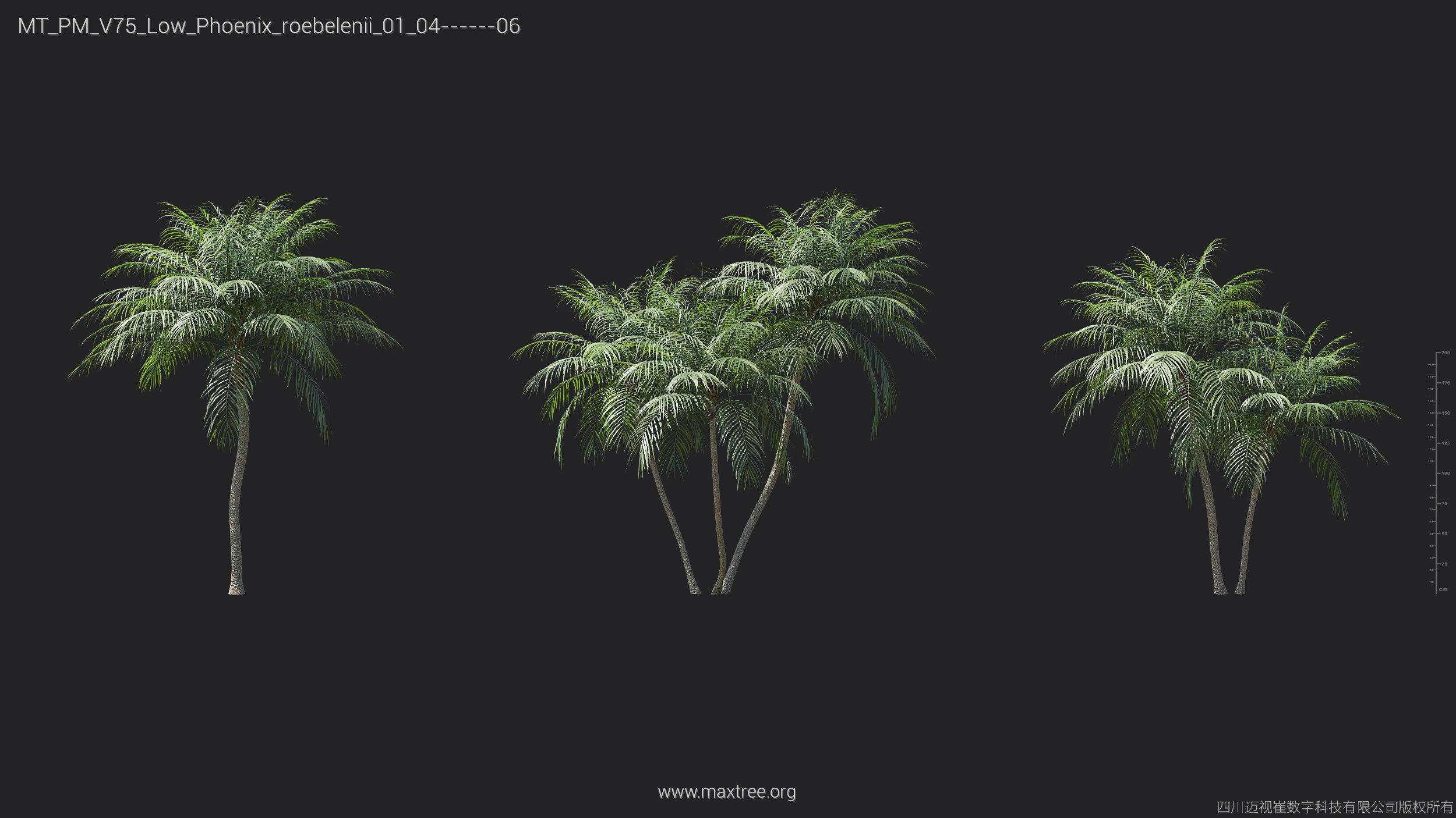 Maxtree Plant Models Vol 75 Low Poly - Mesh 3D model_22