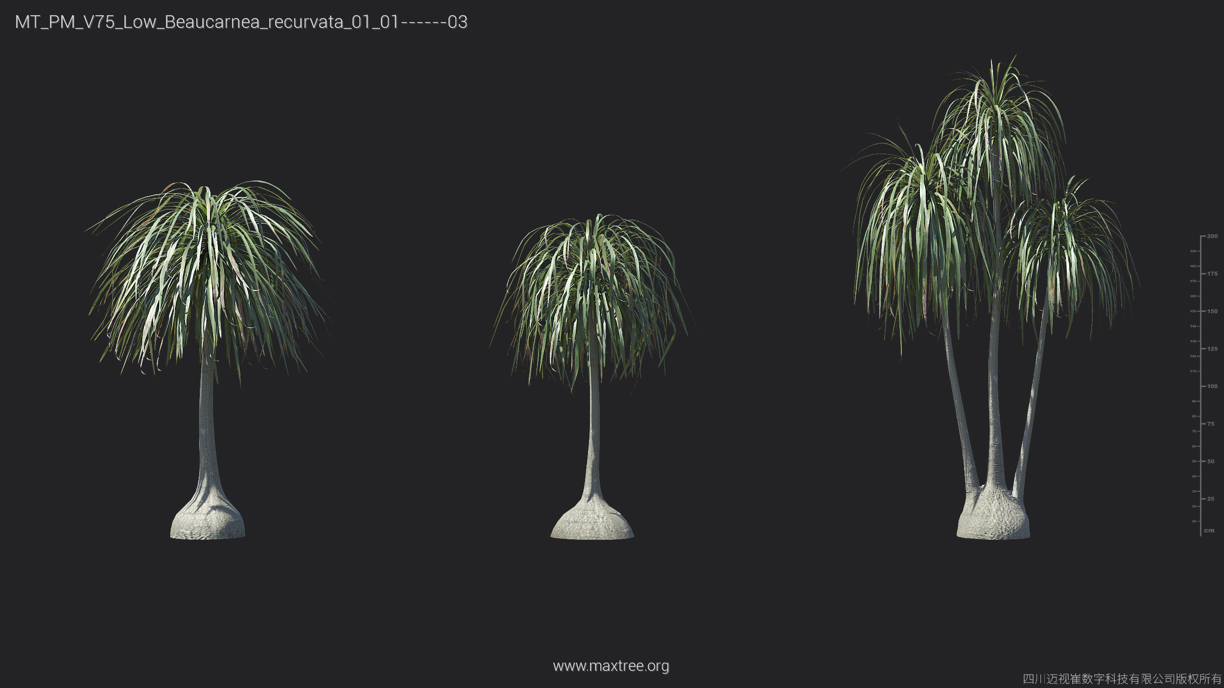 Maxtree Plant Models Vol 75 Low Poly - Mesh 3D model_7