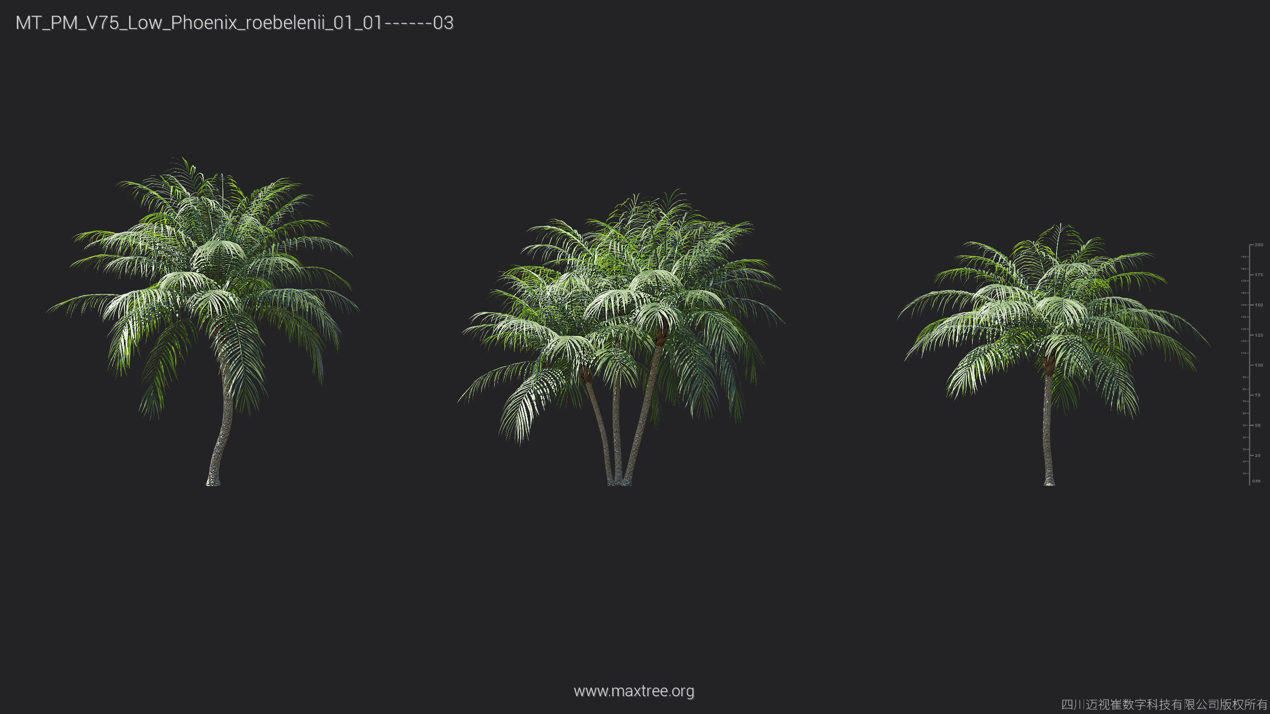 Maxtree Plant Models Vol 75 Low Poly - Mesh 3D model_21