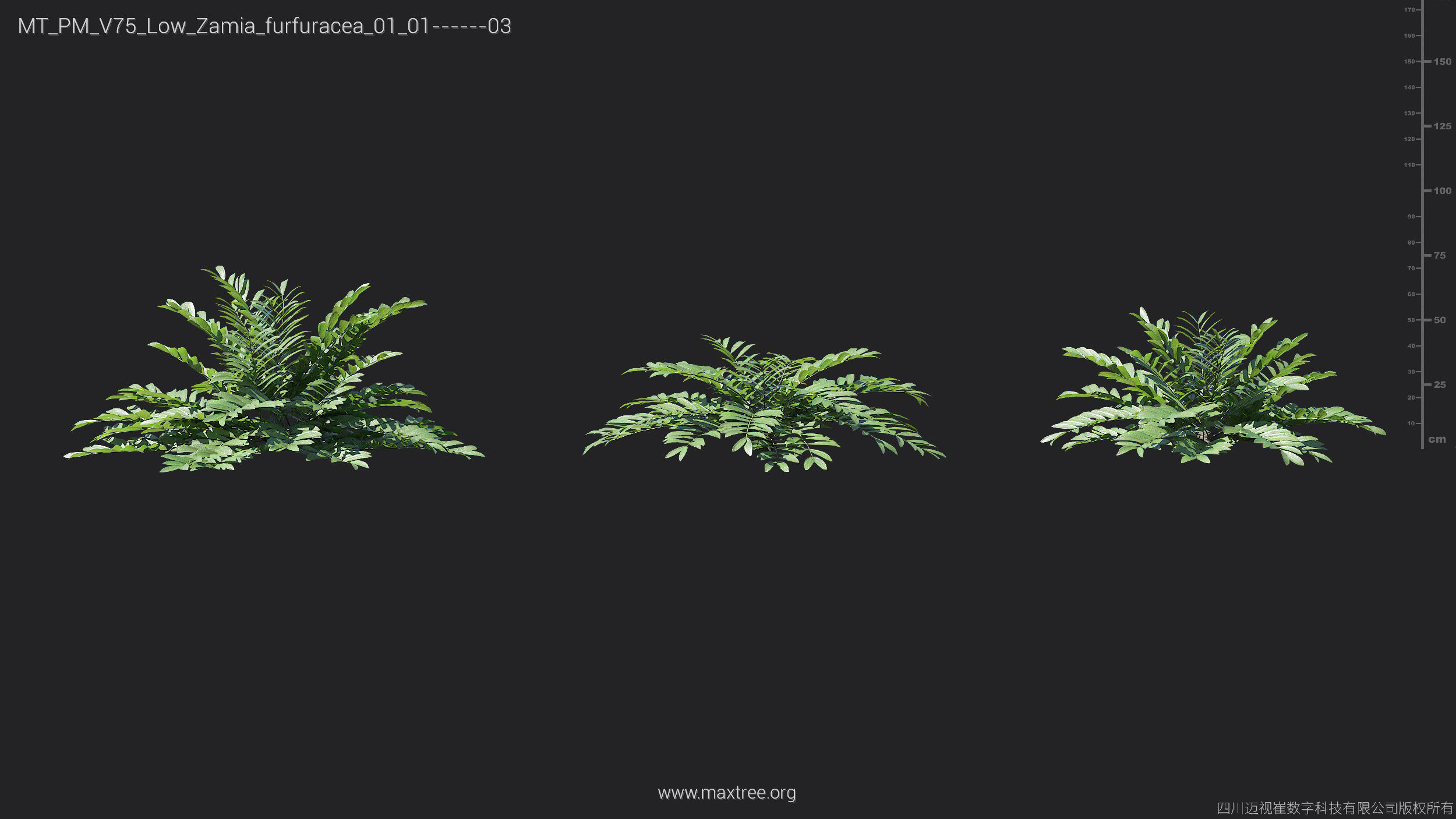 Maxtree Plant Models Vol 75 Low Poly - Mesh 3D model_25