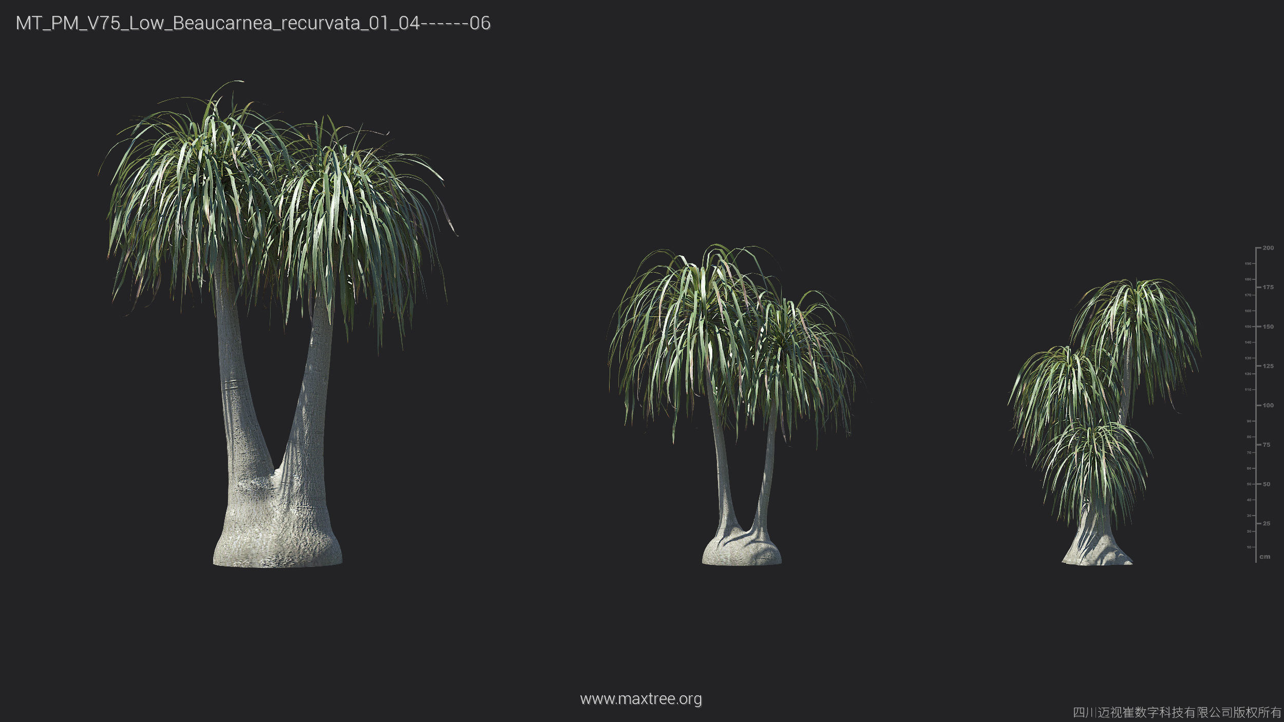 Maxtree Plant Models Vol 75 Low Poly - Mesh 3D model_8