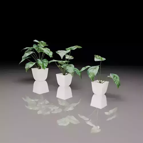 Philodendron Gloriosum Collection