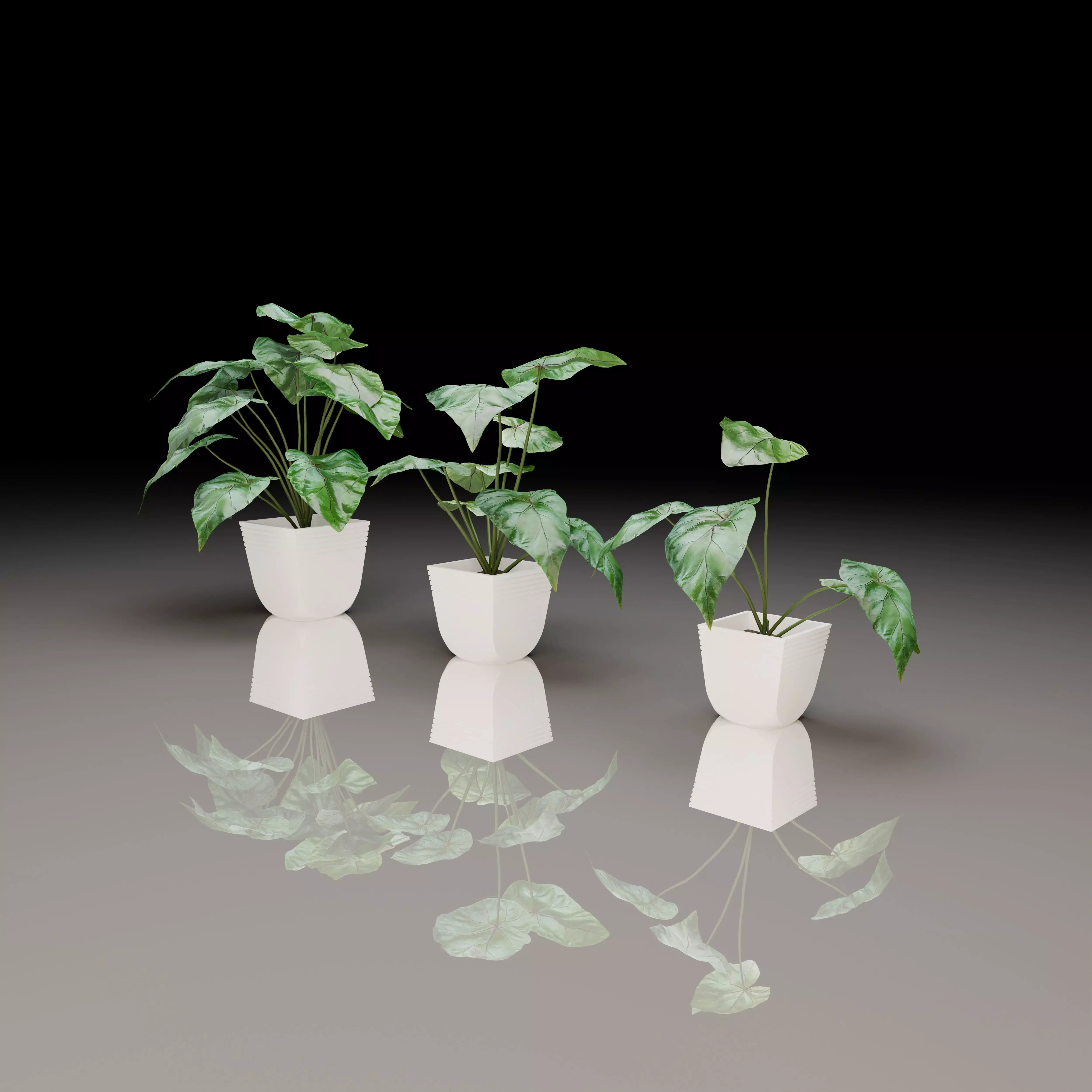 Philodendron Gloriosum Collection 3D model