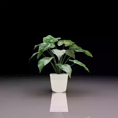 Philodendron Gloriosum
