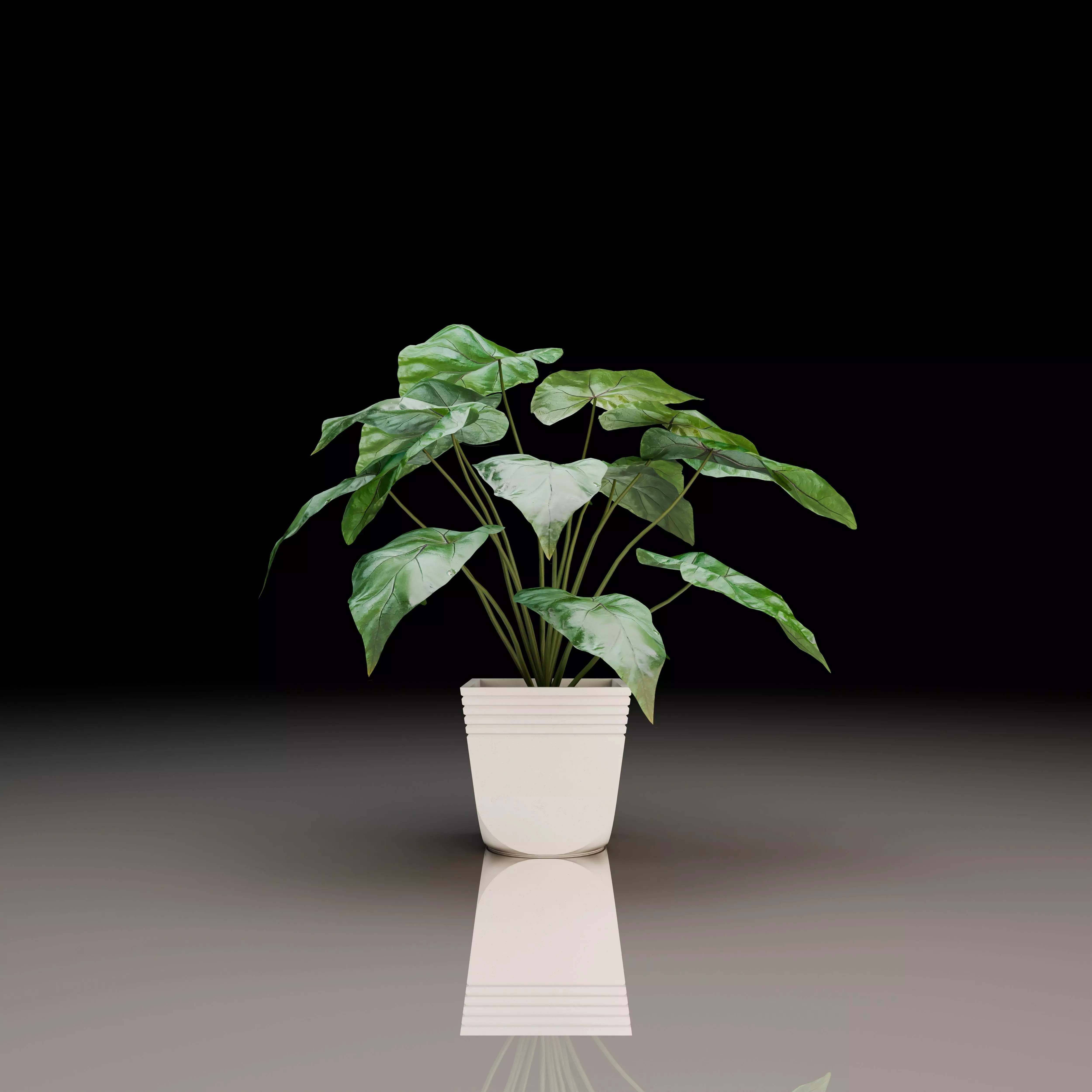 Philodendron Gloriosum 3D model