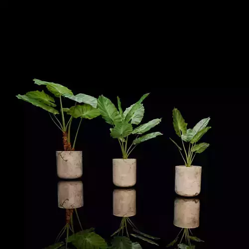 Alocasia Macrorrhiza Collection