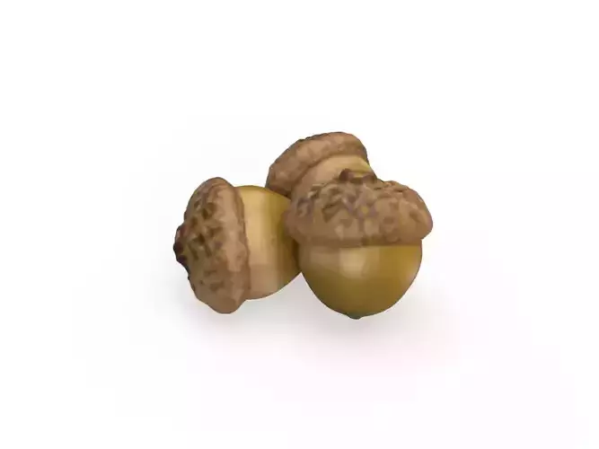 Chestnut 3D model 3D Scan