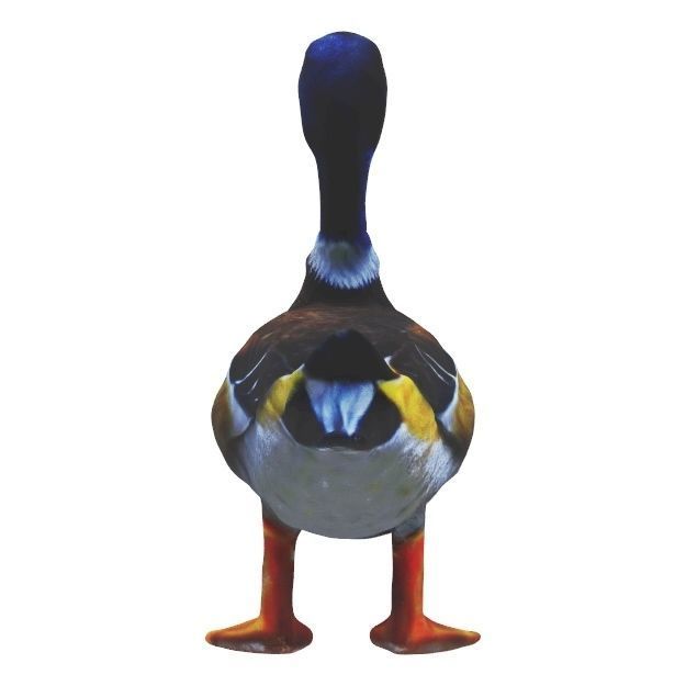 Realistic Mallard Duck - High-Resolution Textured Low-poly 3D model_3