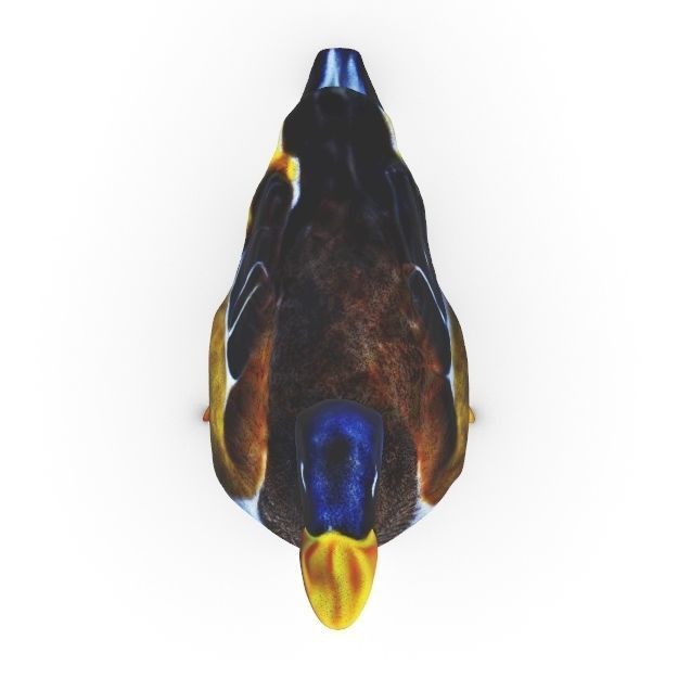 Realistic Mallard Duck - High-Resolution Textured Low-poly 3D model_15