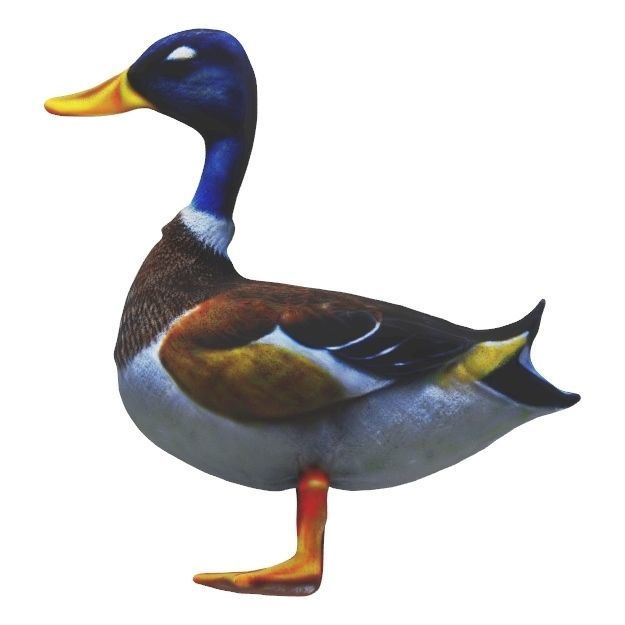 Realistic Mallard Duck - High-Resolution Textured Low-poly 3D model_13