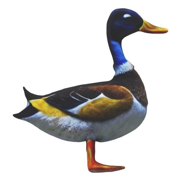 Realistic Mallard Duck - High-Resolution Textured Low-poly 3D model_11