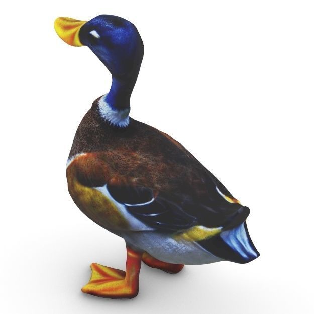 Realistic Mallard Duck - High-Resolution Textured Low-poly 3D model_7