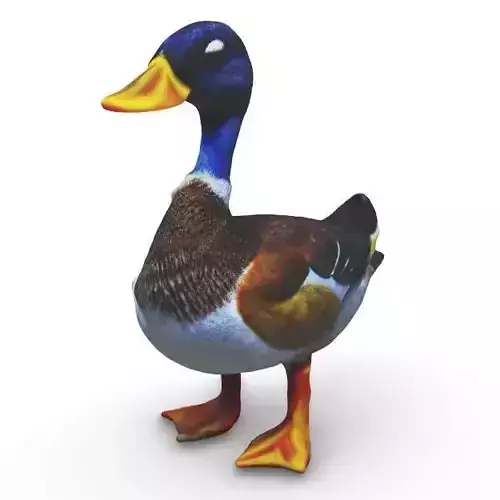Realistic Mallard Duck - High-Resolution Textured Low-poly 3D model