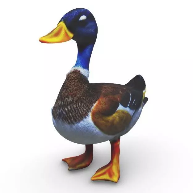 Realistic Mallard Duck - High-Resolution Textured Low-poly 3D model_0