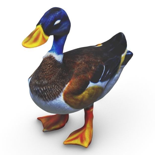 Realistic Mallard Duck - High-Resolution Textured Low-poly 3D model_9
